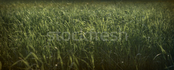 Green grass of the field. Grunge style Stock photo © cherezoff