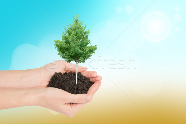 Humans hands holding tree and ground Stock photo © cherezoff