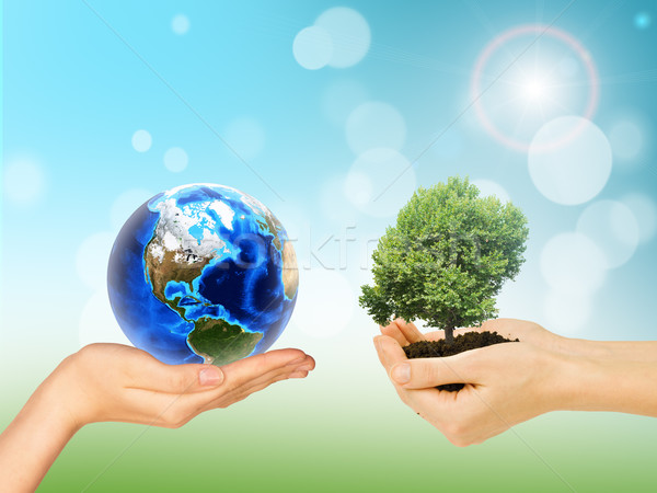 Humans hands holding green tree and Earth Stock photo © cherezoff