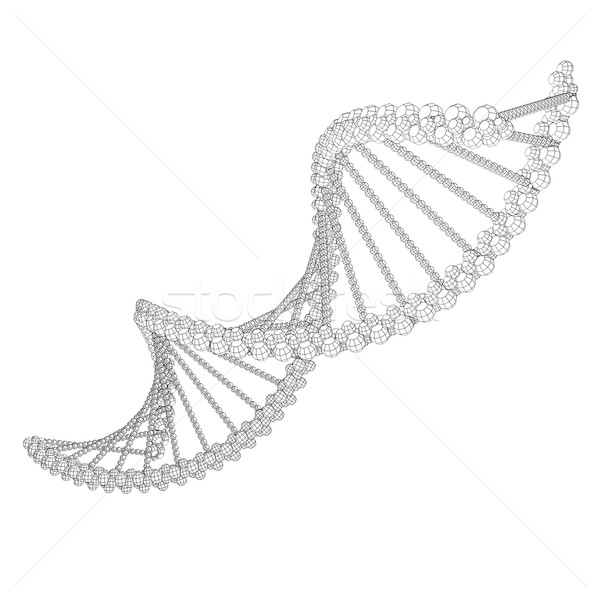 Illustration of wire-frame DNA chain Stock photo © cherezoff