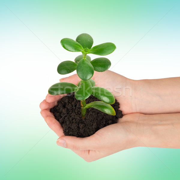 Humans hands holding plant with ground Stock photo © cherezoff