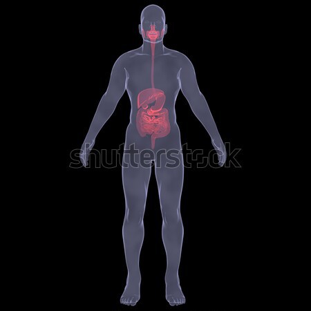 X-Ray picture of a person. Sore digestion Stock photo © cherezoff