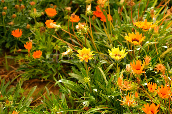 Flowers in green grass Stock photo © cherezoff