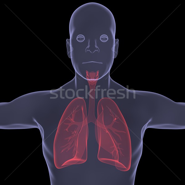 Röntgen kép személy sebes emésztés izolált Stock fotó © cherezoff