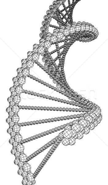 DNA molecule picture Stock photo © cherezoff