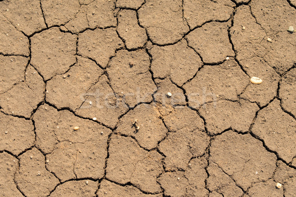 Cracked brown ground surface Stock photo © cherezoff