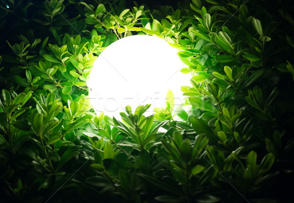 Street lamp in bush Stock photo © cherezoff