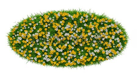 自然 草 アリーナ 花 孤立した 白 ストックフォト © cherezoff