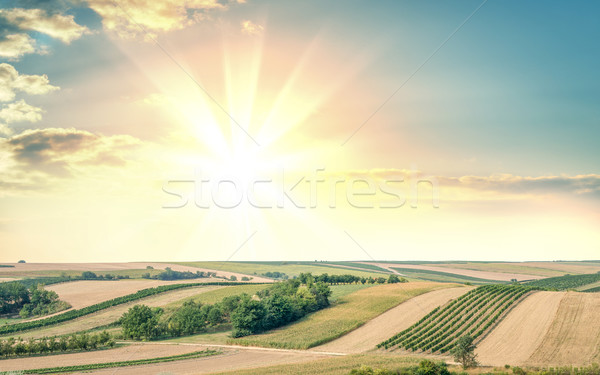 Panoramă domenii cultivat plante răsărit apus Imagine de stoc © cherezoff