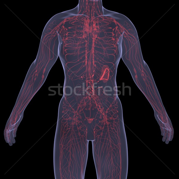 Xray foto persoon pijnlijk spijsvertering geïsoleerd Stockfoto © cherezoff