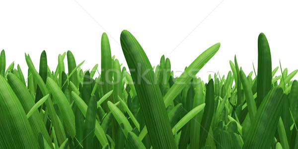 Field of green grass Stock photo © cherezoff