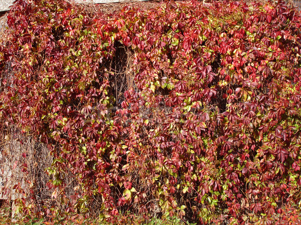 Foto stock: Luxuriante · outono · uva · folha · folhas · vermelho