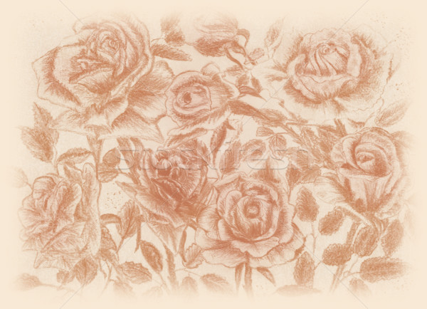 Stockfoto: Sepia · rozen · trekken · vintage · bloem