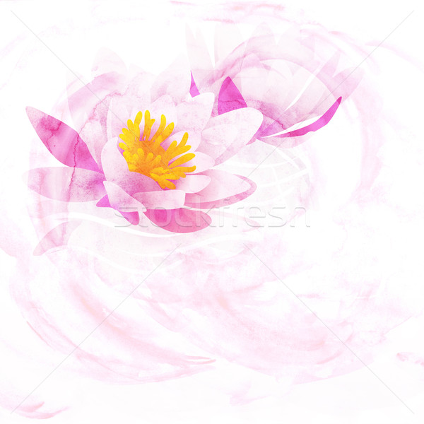 pink water lily watercolor illustration isolated on white Stock photo © cherju