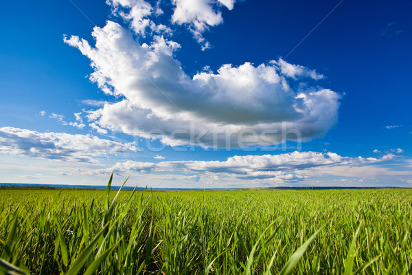 Summertime zielona trawa niebieski biały chmury niebo Zdjęcia stock © chesterf