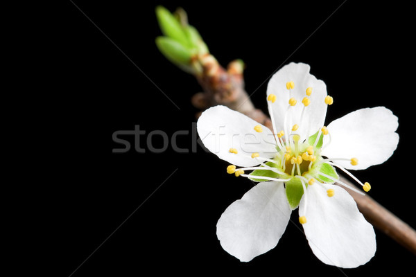 Stockfoto: Witte · bloem · appelboom · macro · zwarte · hand · exemplaar · ruimte