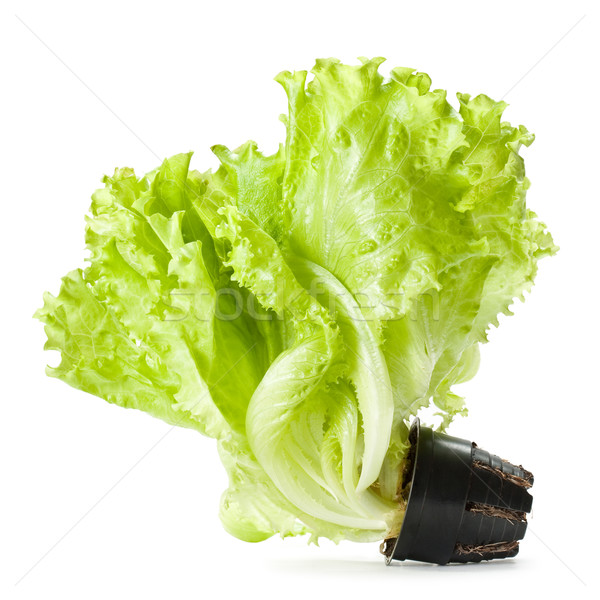 isolated green lettuce Stock photo © chesterf