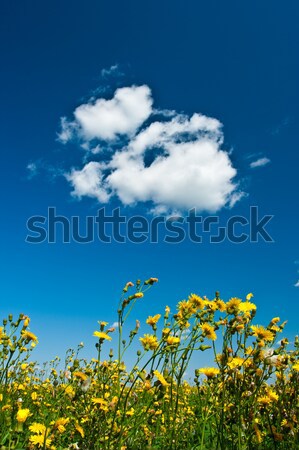 Blanco nube flores amarillas azul campo Foto stock © chesterf