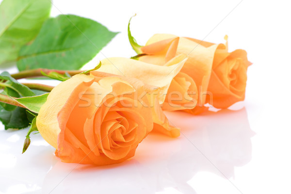 three laying orange roses Stock photo © chesterf