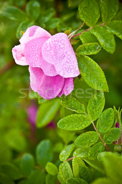 macro wild dog rose Stock photo © chesterf