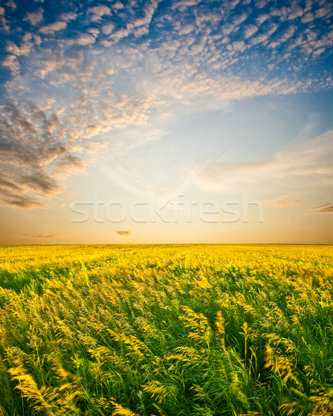 sunset above beautiful filed Stock photo © chesterf