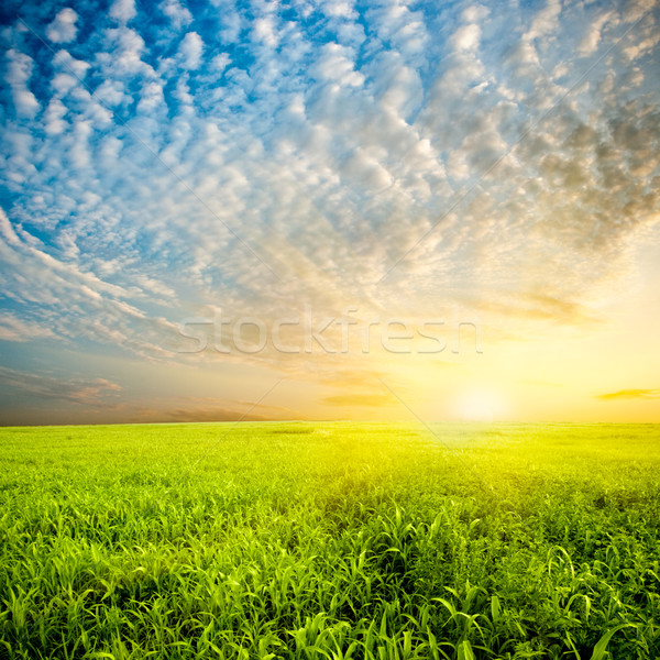 Sonnenuntergang schönen grünen Bereich Himmel Sonne Stock foto © chesterf