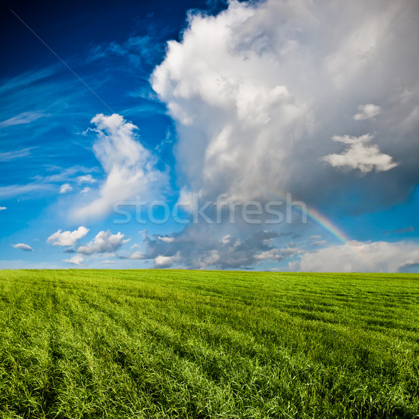 blue skies above green field Stock photo © chesterf