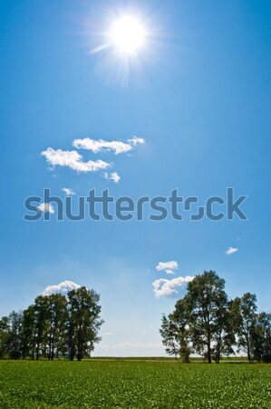 sun above the trees Stock photo © chesterf