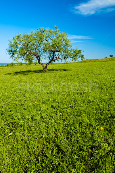 Baum zunehmend Hügel grünen Frühling Landschaft Stock foto © chesterf