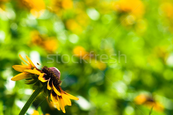 Stock photo: one yellow flower background