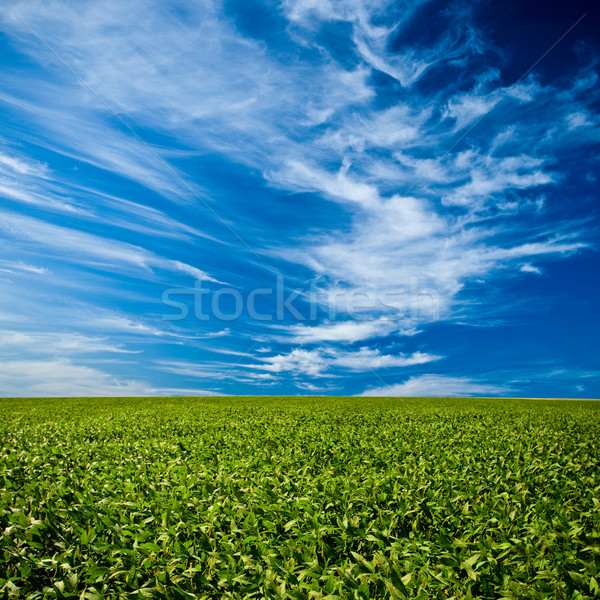 green field under blue skies Stock photo © chesterf