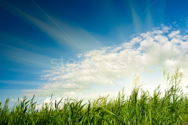 sun over green grass Stock photo © chesterf