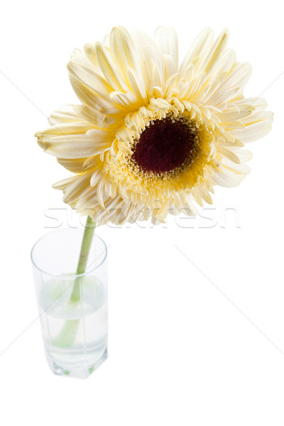 yellow gerbera flower Stock photo © chesterf