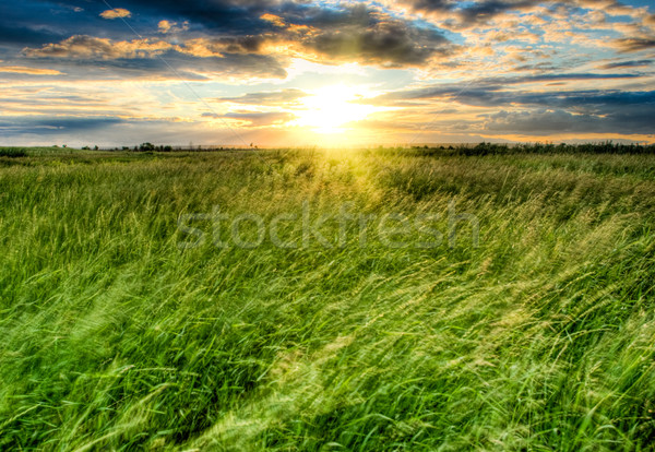 şiddetli alan yeşil gökyüzü doğa yaz Stok fotoğraf © chesterf