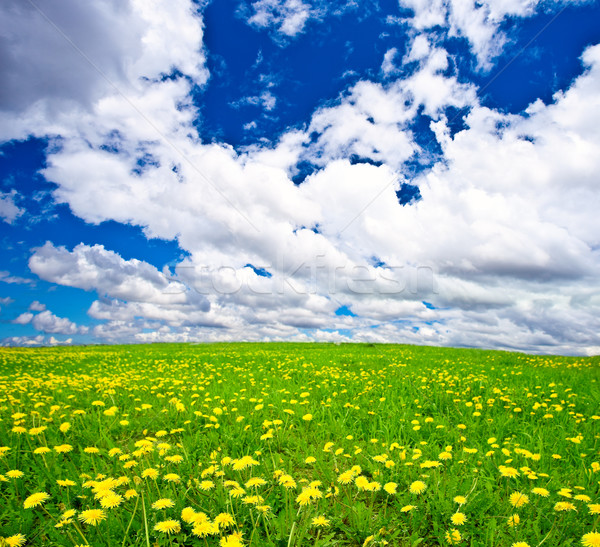 Pissenlits bleu ciel nuages printemps feuille [[stock_photo]] © chesterf