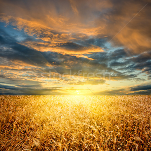 Campo di grano orizzontale giallo alimentare natura frame Foto d'archivio © chesterf