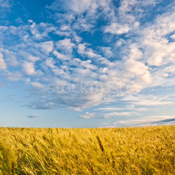 什黱 · 移動 ·吹·風·草· 森林 / what moving with blowing