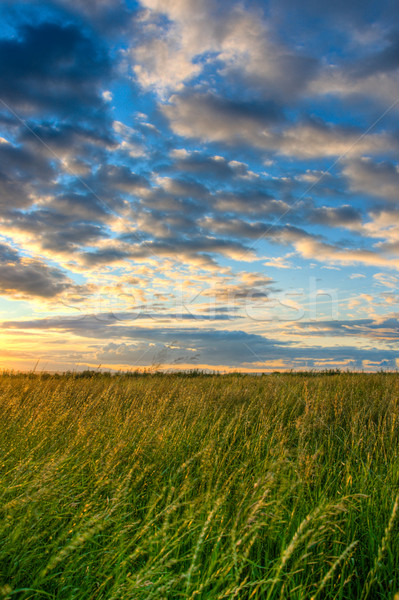 Stock photo: beautiful skies above the field