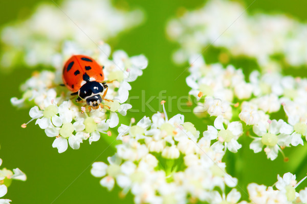 ladybug sitting on the white flowers Stock photo © chesterf