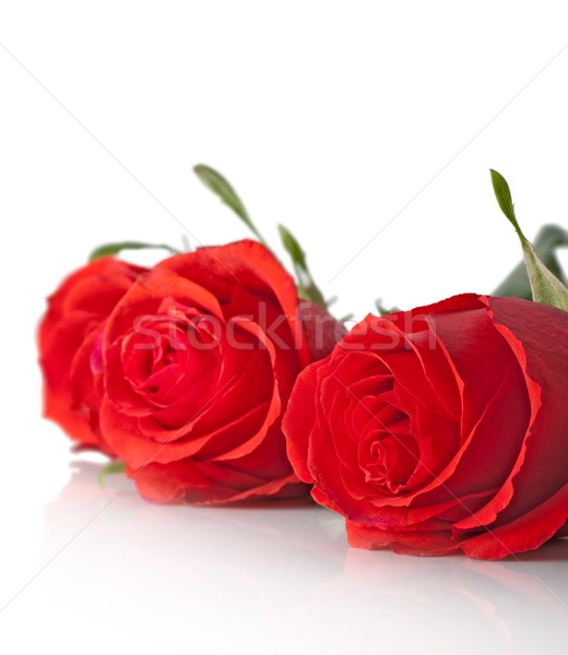 closeup three red roses vertical Stock photo © chesterf