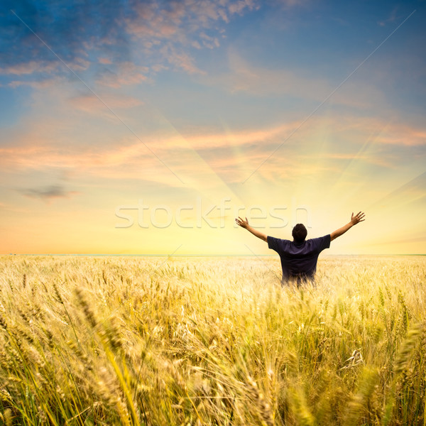 man in wheat field Stock photo © chesterf