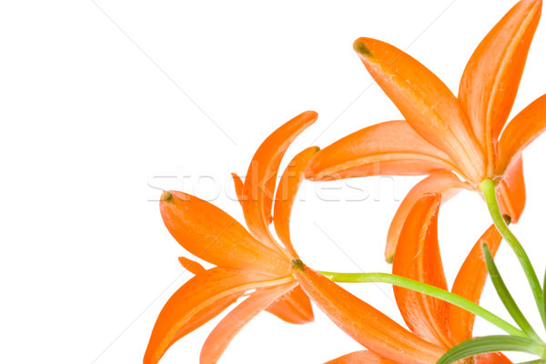red lilies bouquet Stock photo © chesterf