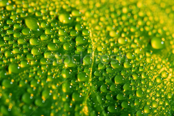 green leaf with water drops Stock photo © chesterf