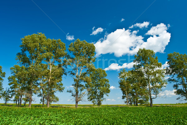 cottonwoods under skies Stock photo © chesterf