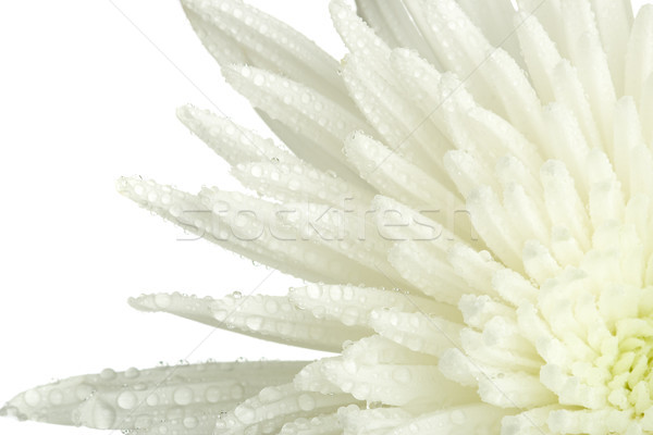 Közelkép krizantém rügy fehér virág természet Stock fotó © chesterf