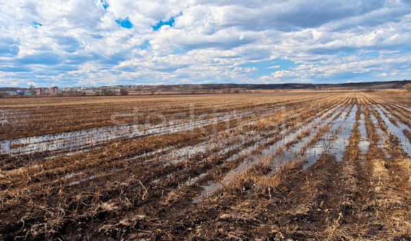 spring field landscape Stock photo © chesterf