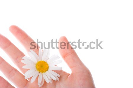fragment of the women hand with daisy Stock photo © chesterf