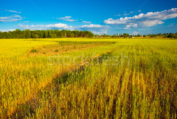 summer landscape Stock photo © chesterf