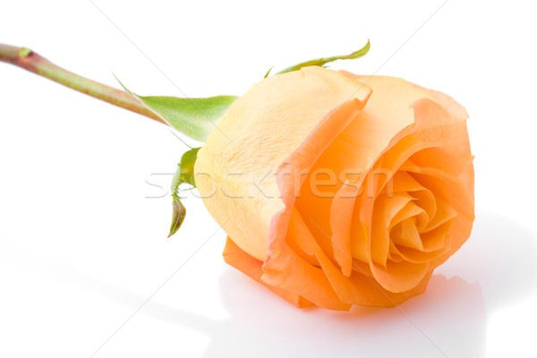 one orange rose flower closeup Stock photo © chesterf