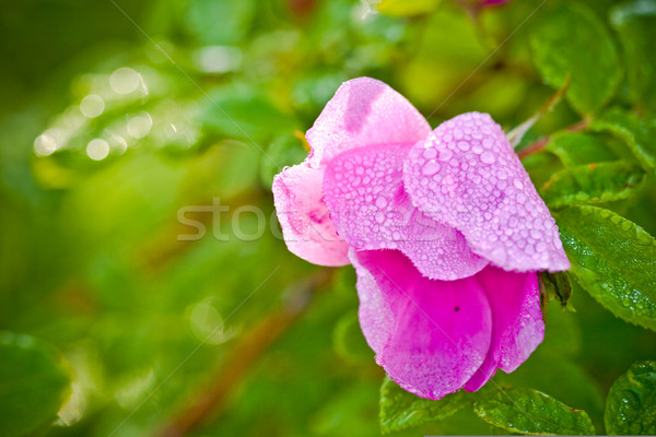 wild dog rose flower Stock photo © chesterf